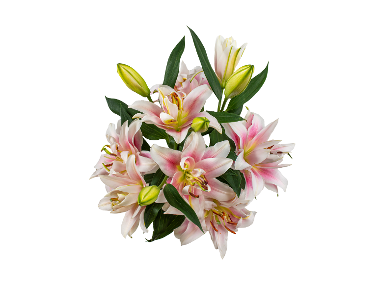 rose lily | Lidl